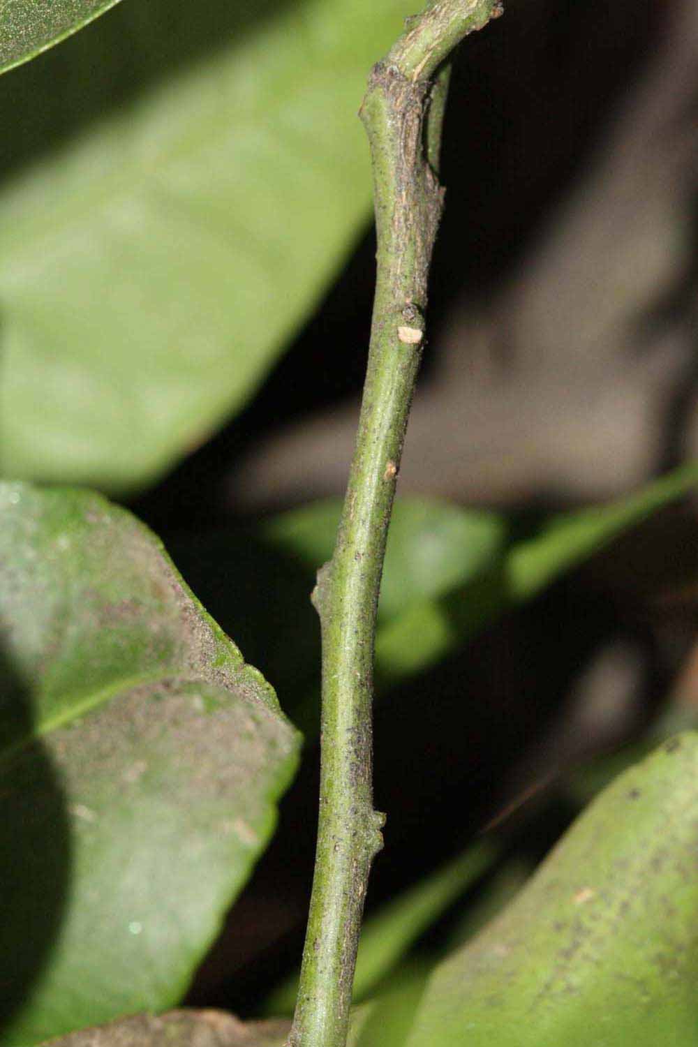            First year twig (Riverside, CA)   